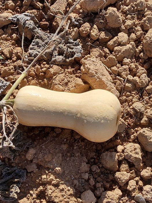 Abóboras  butternut