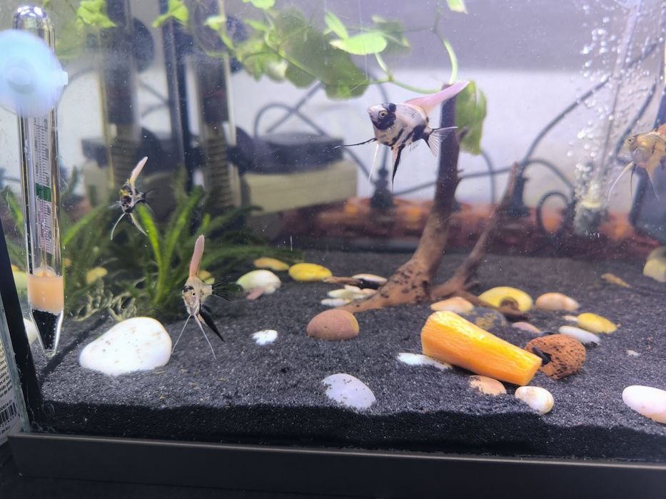 Escalares Koi adolescentes e adulto