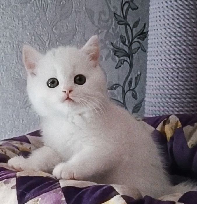 Kot Brytyjski Krótkowłosy rodowód FPL