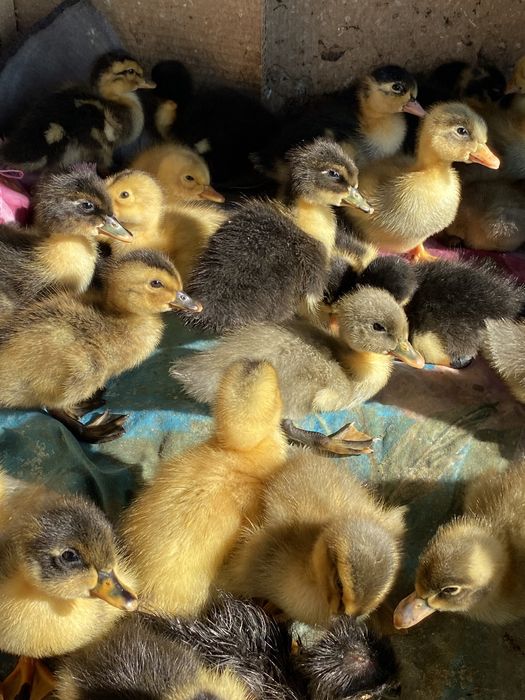 Каченята башктрка, фаворит