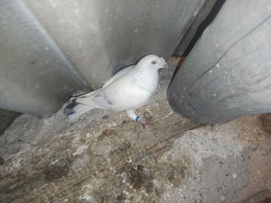 Sprzedam gołębia staropolski samica MOŻLIWOŚĆ WYSYŁKI