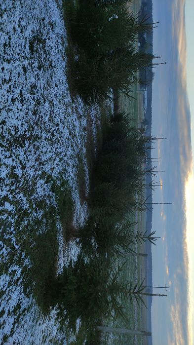 Choinki świerk pospolity choinka