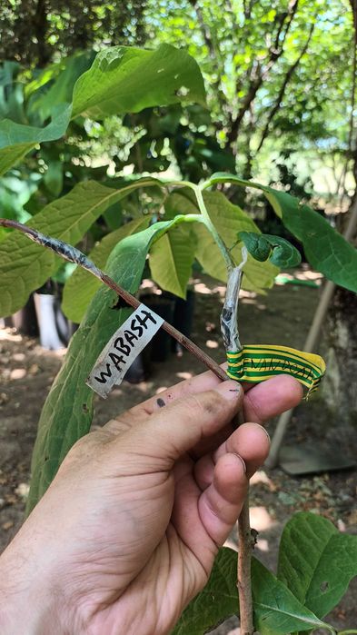 Paw Paw (Asimina Triloba) – Única árvore tropical que resiste ao Frio
