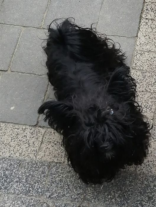 MORKIE Czarny Maltańczyk  rodowód