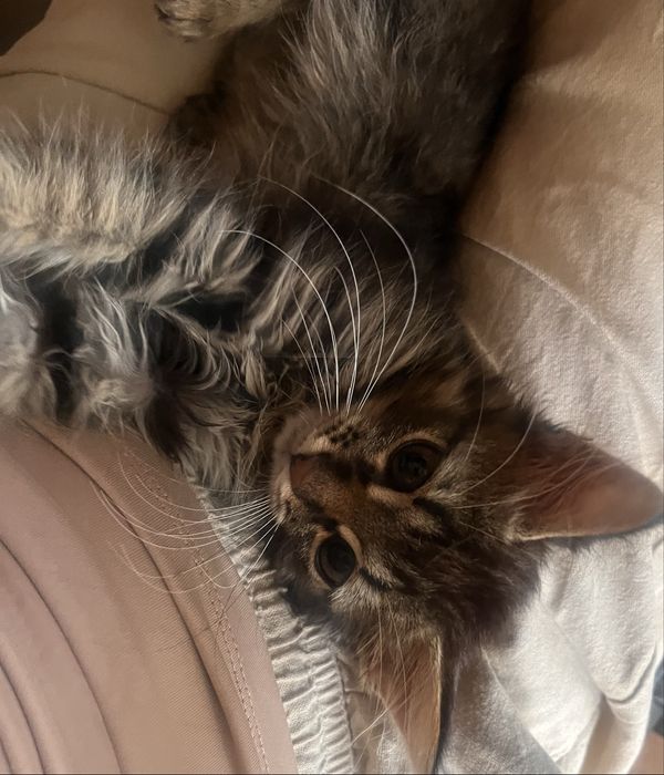Дуже миле котеня хлопчик