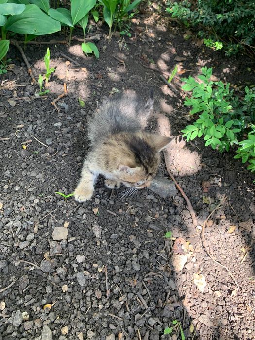 Віддам кошенят в добрі руки