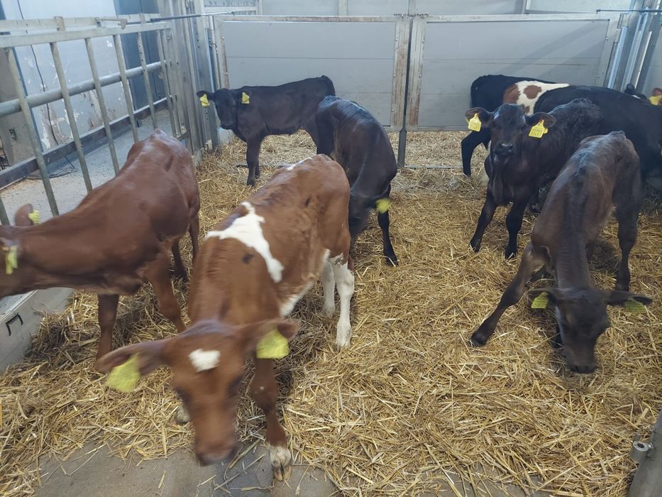 jałówki 3/4 tygodnie