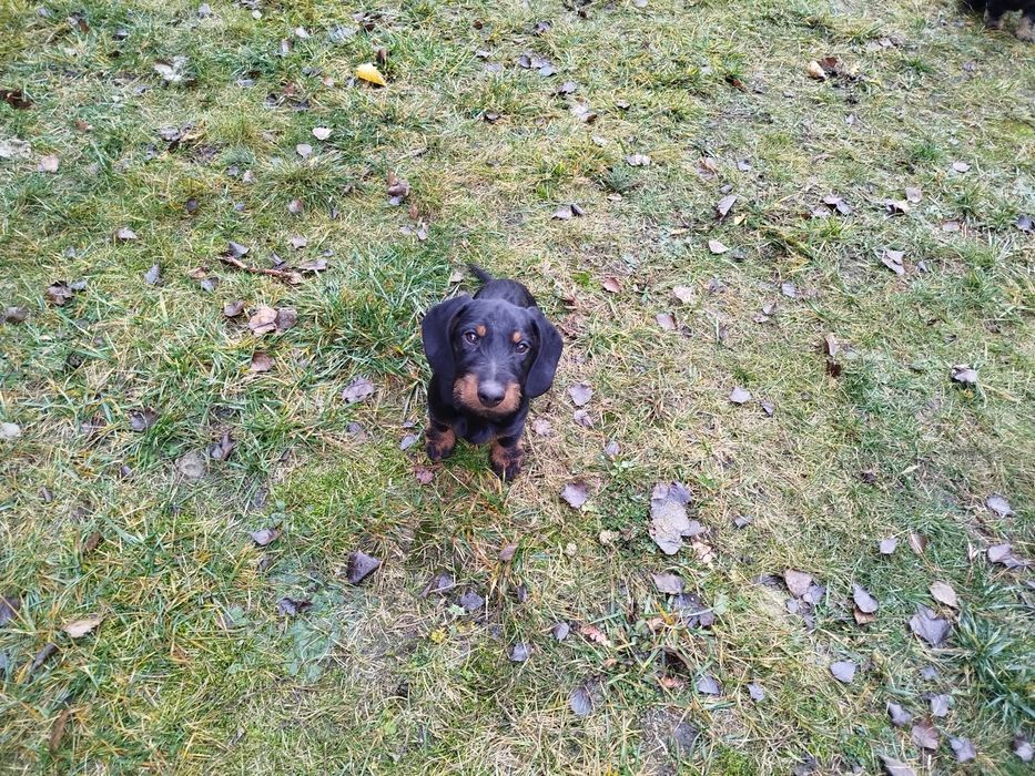 Такса жорсткошерстна