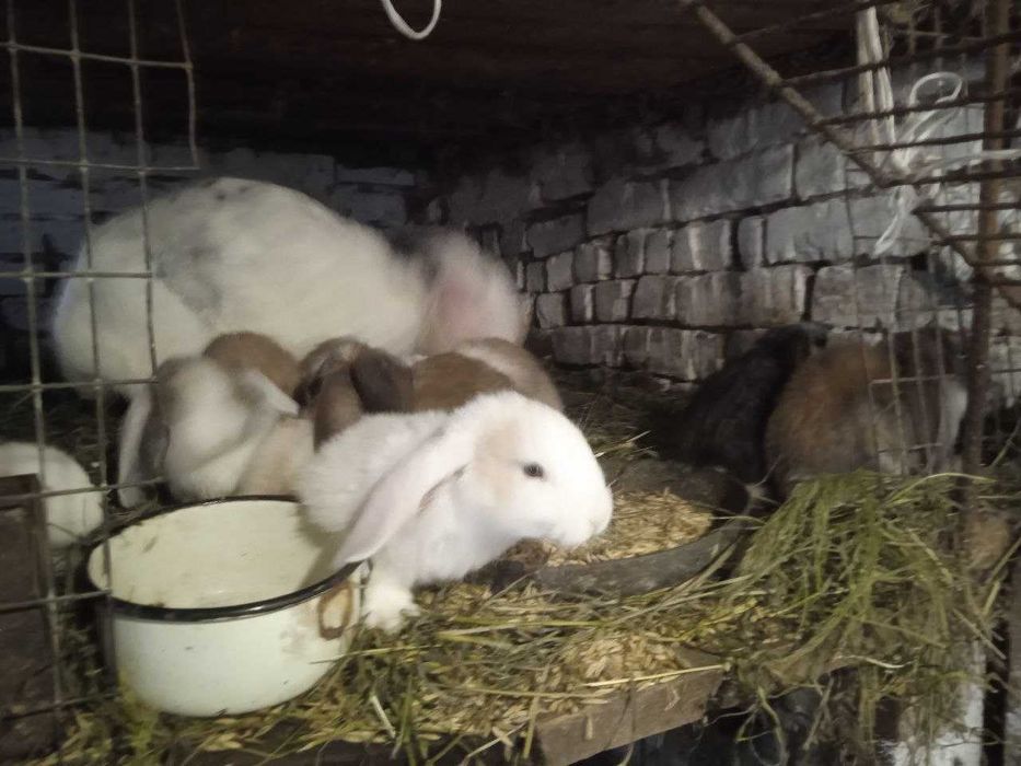 Продам кролів  породи французький баран