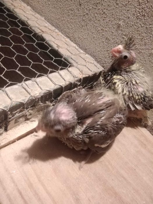 Disponíveis caturras de 2025