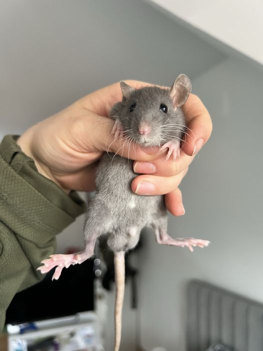 Szczur szczurek szuka domu