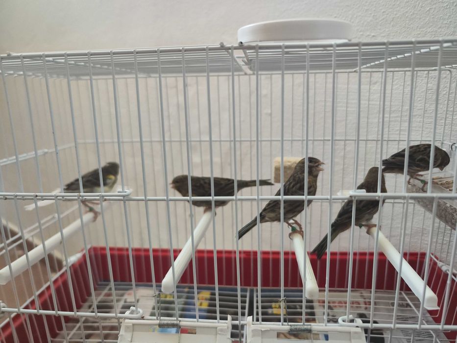 Canários para mudar de casa.
