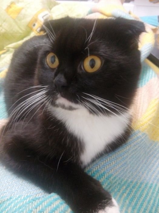 Добрий день. Я - Флеш. Бажаю познайомитись...