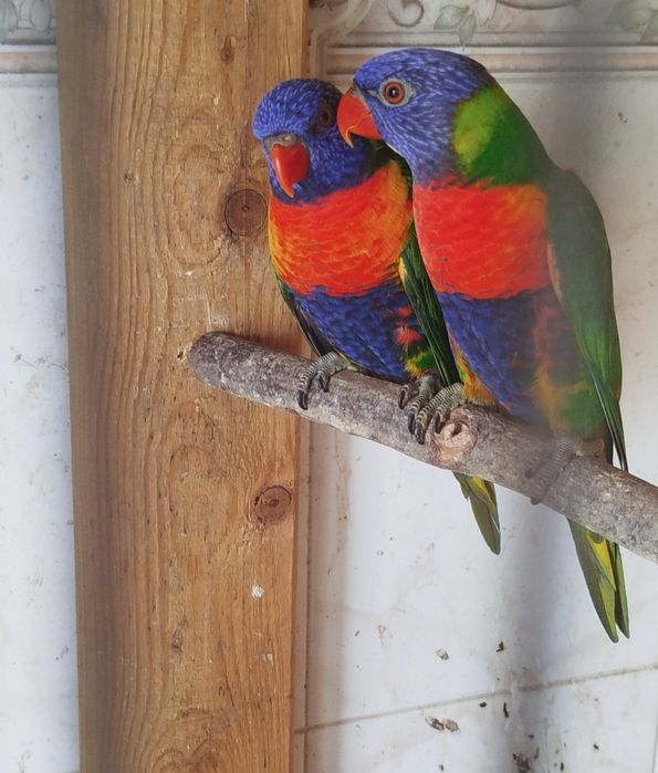 Lori haematodus fêmea para troca