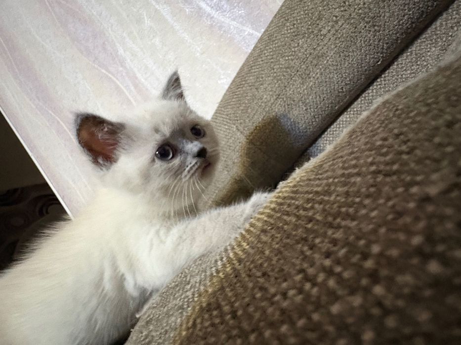 Кошенята шотландські