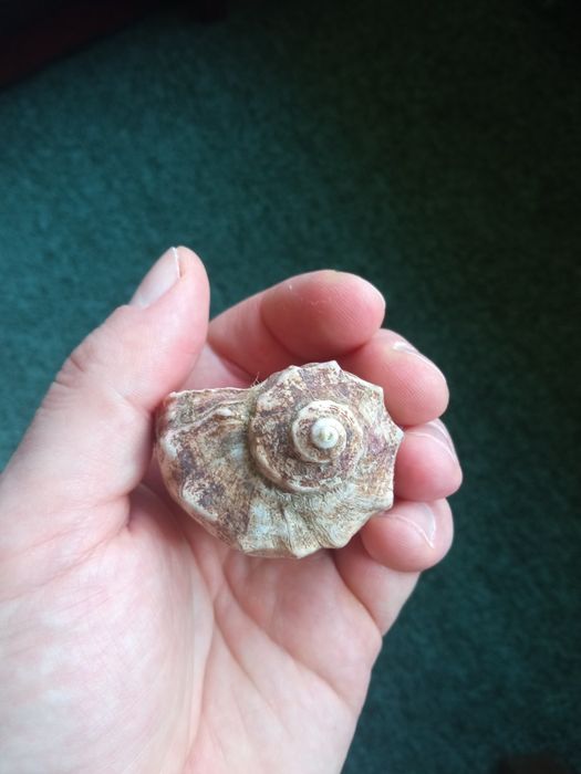 Ракушка морская целая