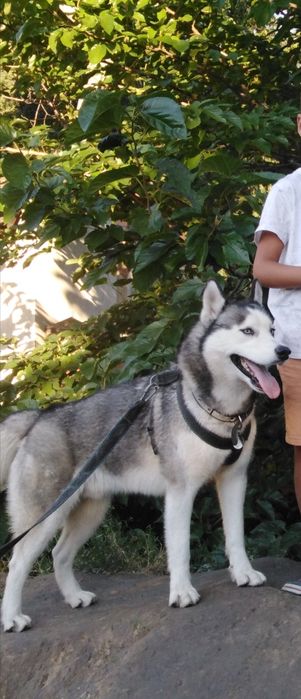 Хаски(многодетный), Ищем невесту(вязка)