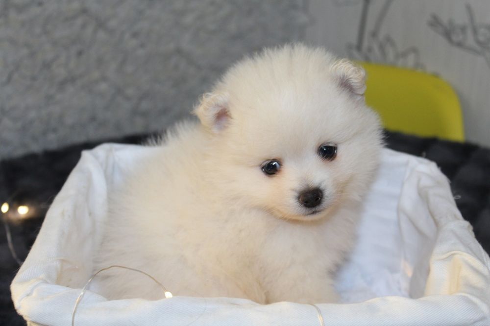 Супер міні шпіцулі