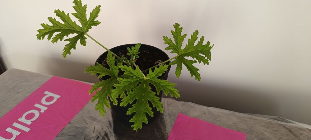 mała sadzonka  geranium , zwany też, anginka, cytrynka