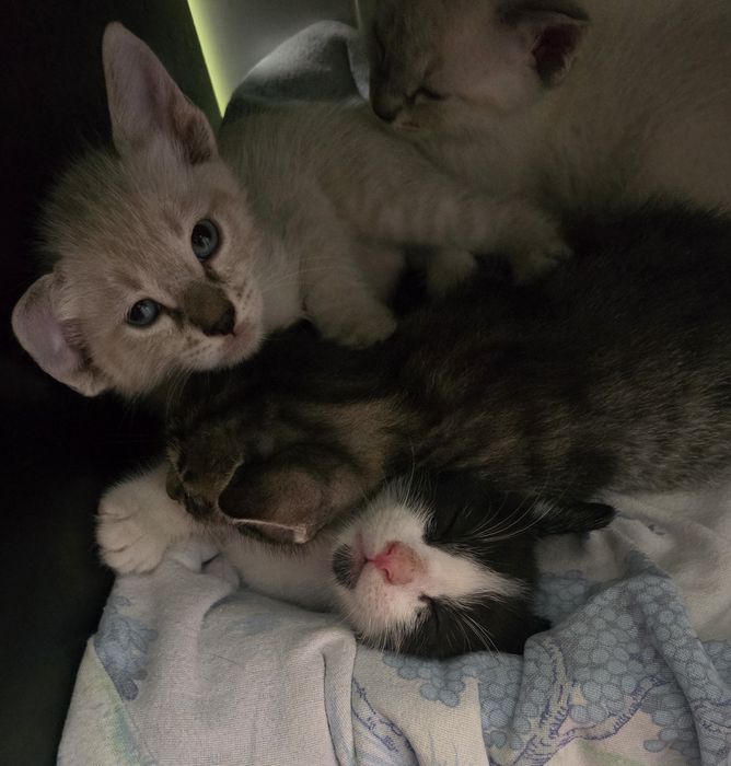 Gatinhos para adoção responsável