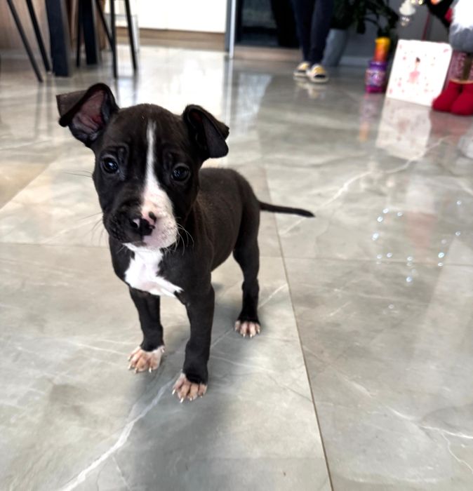 Piesek czarny American Staffordshire Terrier (amstaff)