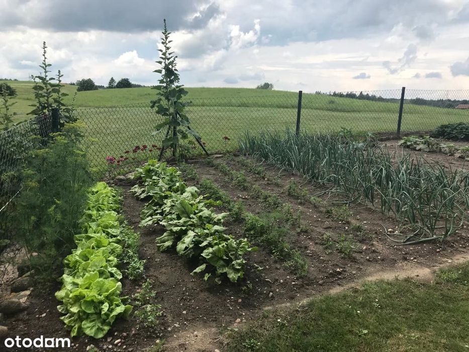 Siedlisko 2,38 ha z zabudowaniami i stawem – 14 km od Olsztyna