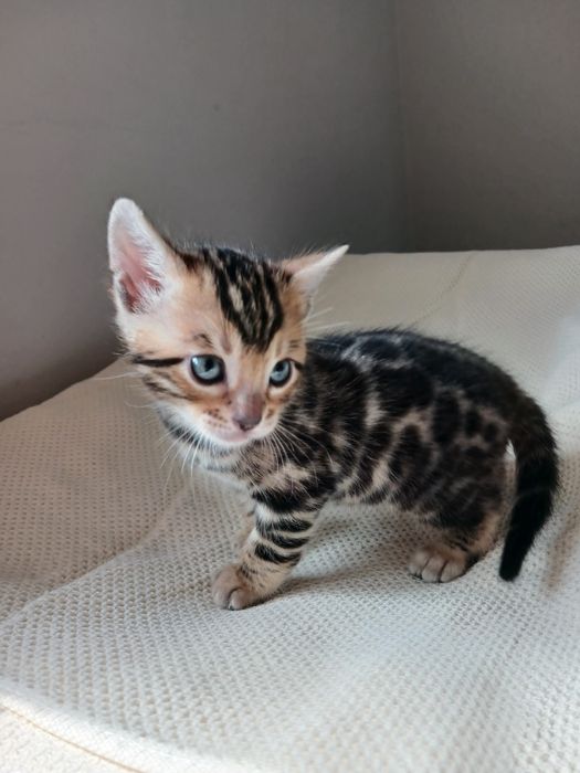 Бенгальські кошенята