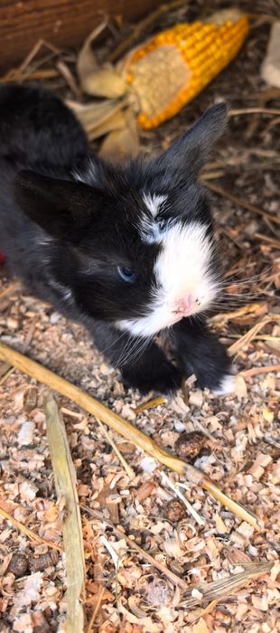 Króliki miniaturki mix rasy karzełek miniaturka i mini lop.