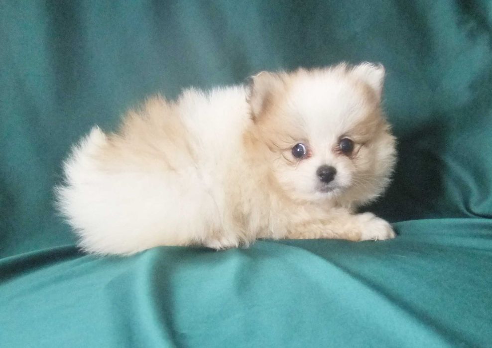 Cachorro spitz alemão anão