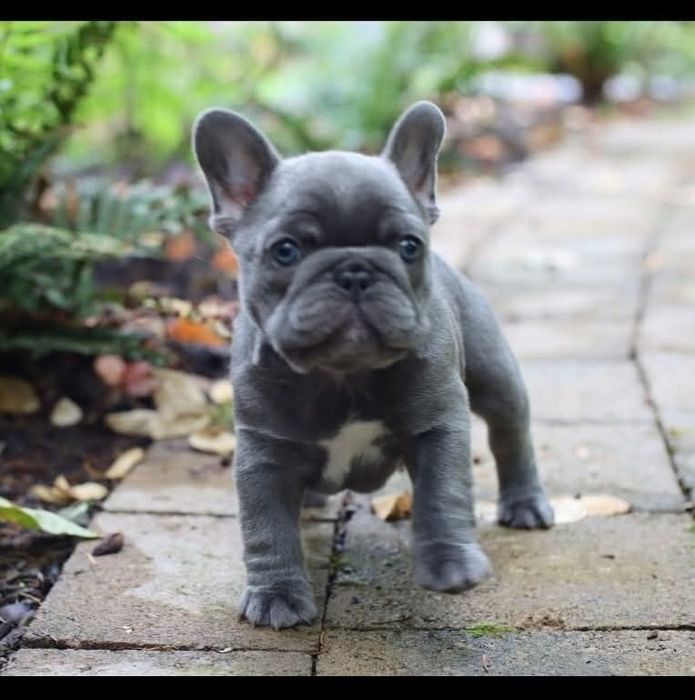 Блакитний Малиш,француз