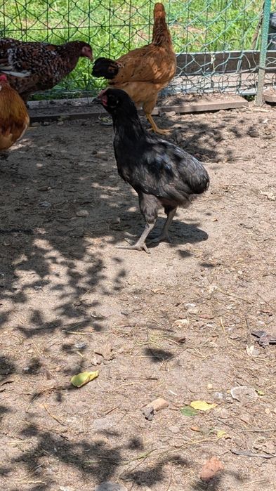 Parka kur ozdobnych Araucana
