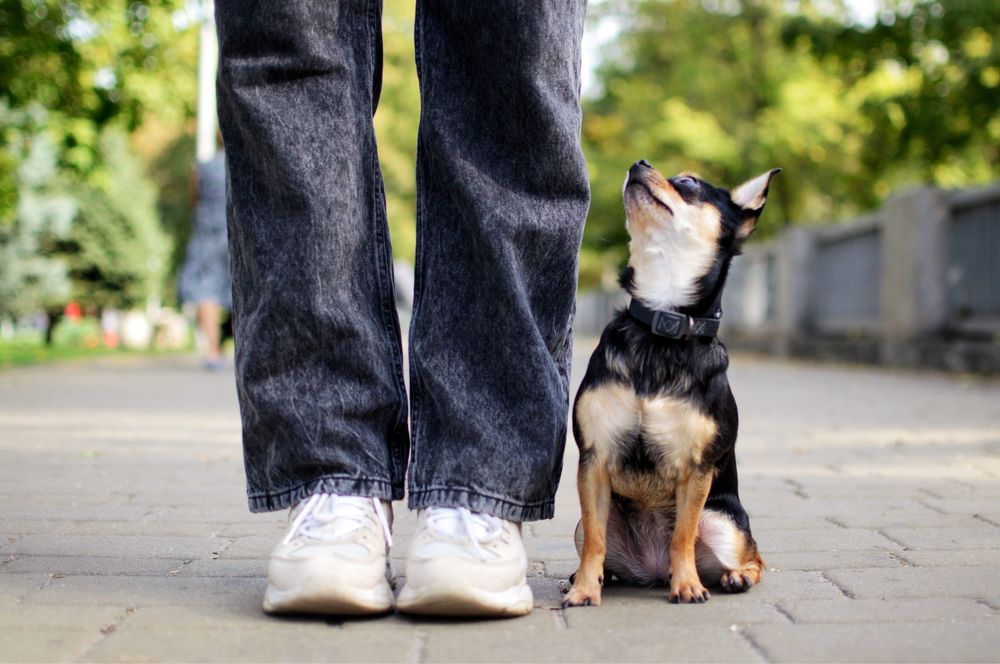 Кінолог. Дресирування та виховання собак