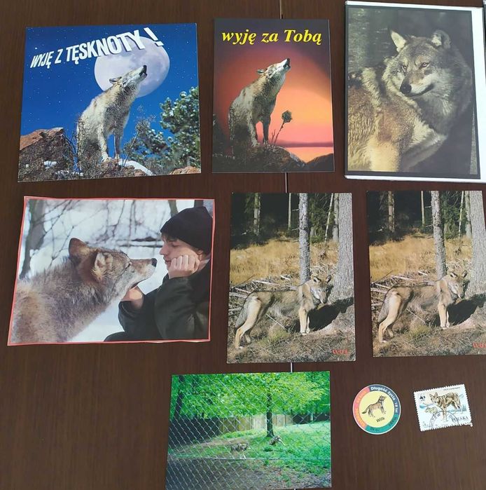 Wilki – m.in. pocztówki dla miłośników tych zwierząt