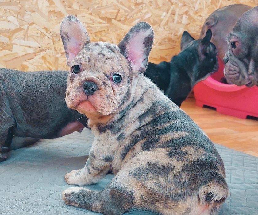 Цуценя французького бульдога