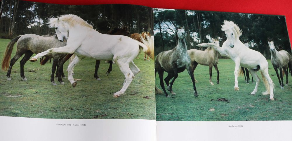 Arte Equestre: Cavalo Lusitano - O Filho do Vento, livro 1993