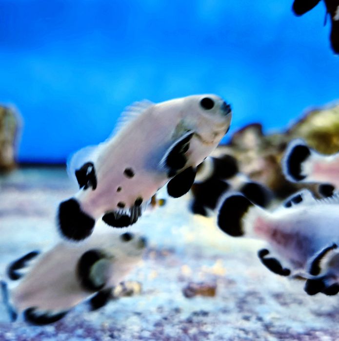 Amphiprion Ocellaris PLATIUM STORM