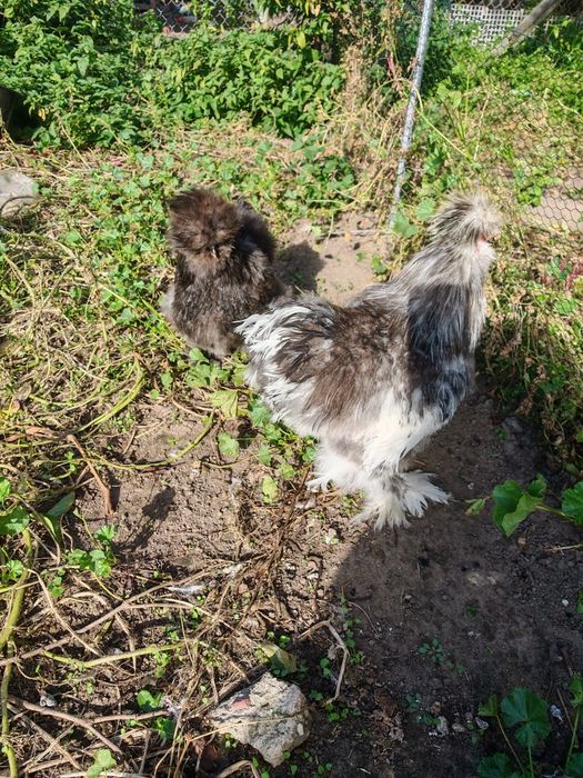 Likwidacja hodowli Silek 2 kury + kogut Mottled
