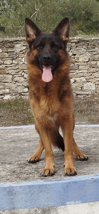 Cadela Pastor Alemão