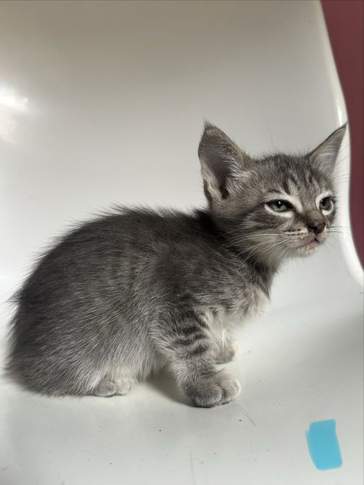 Gatos bebés para adoção