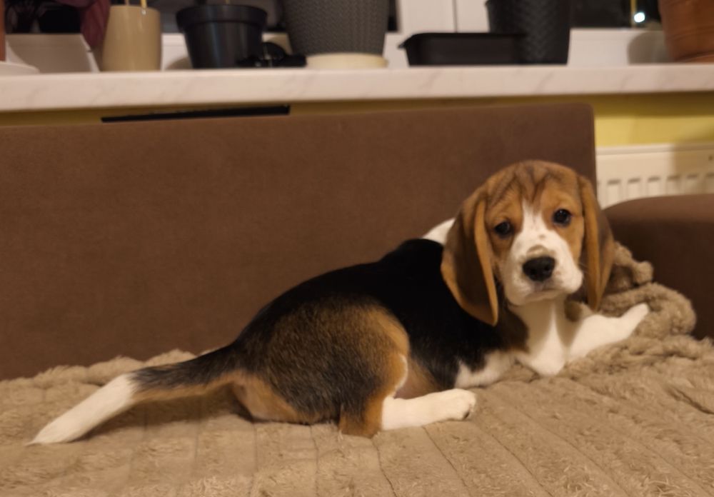 Beagle ZKwP dziewczynka