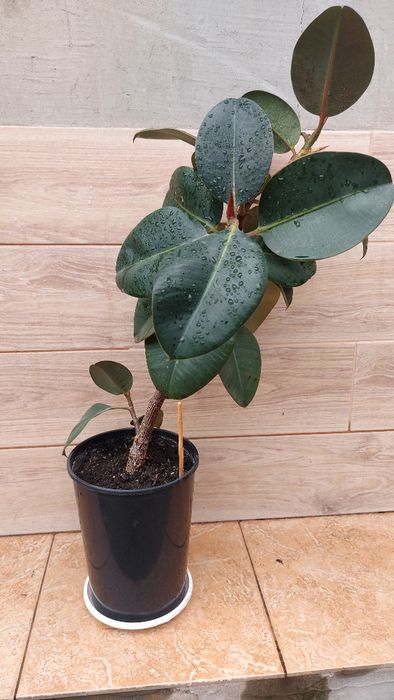 Обменяю на орхидею