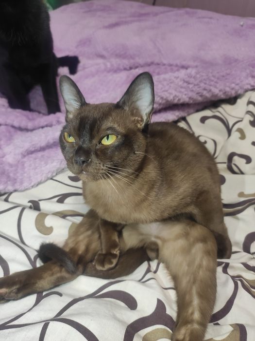 Вязка бурманский кот