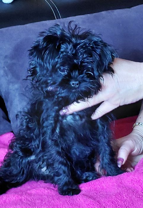 Pinczer małpi samiec