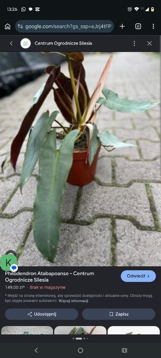 Philodendron atabapoense