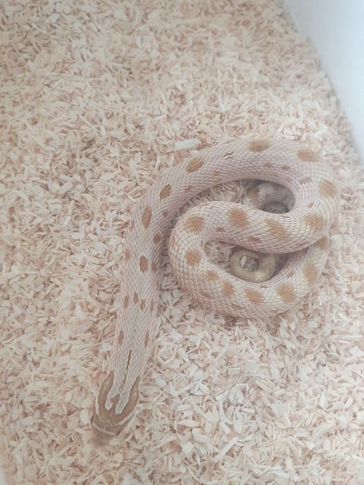 Heterodon zachodni zamiana