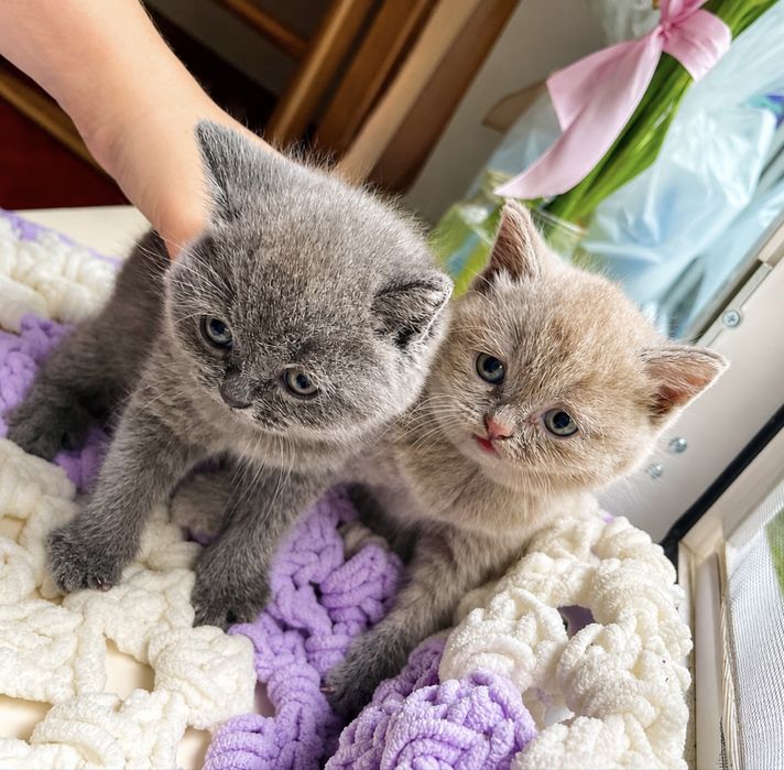 Британські короткошерсті кошенята