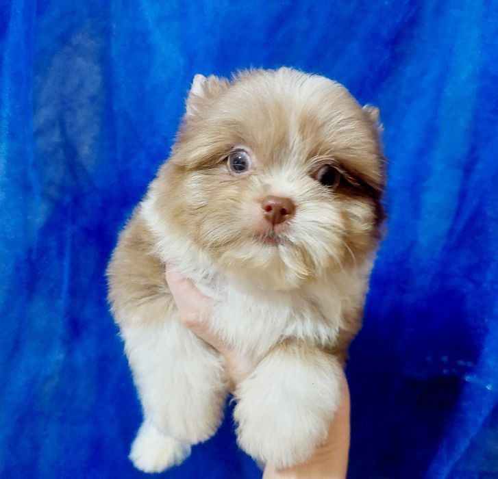 Мальчик бивер йорк ,будет до 2 х кг