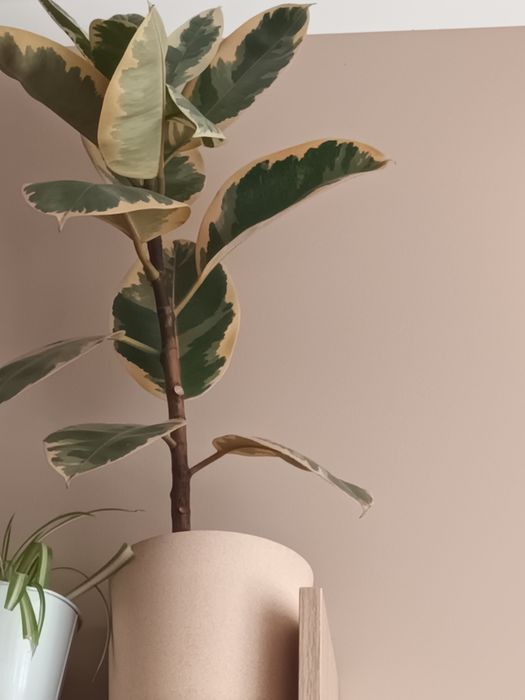 Kwiat doniczkowy Fikus