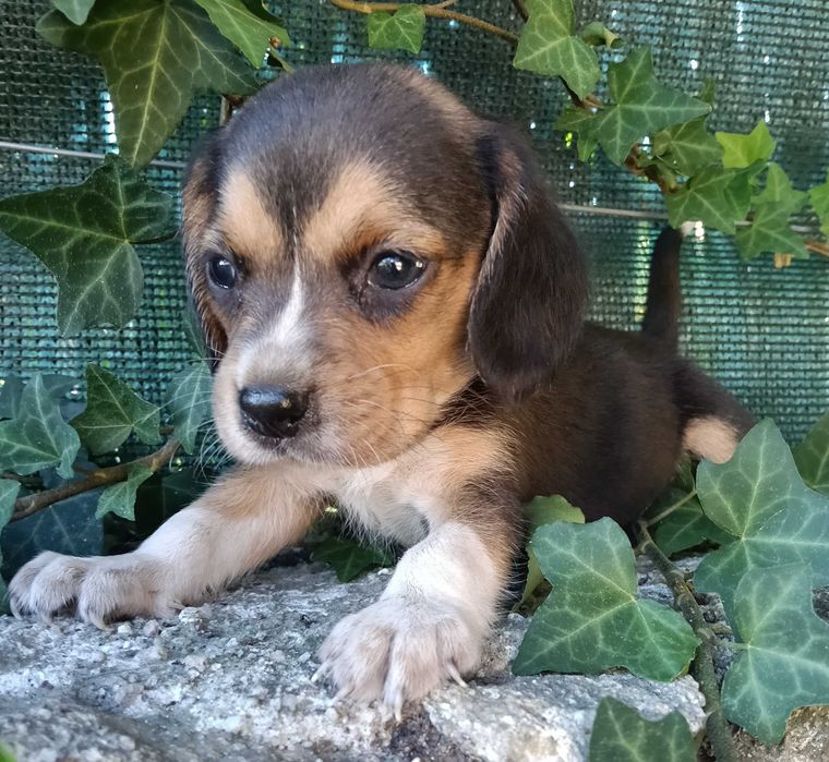Beagle fêmea maravilhosa