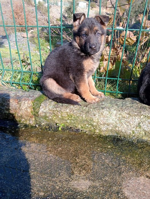Pastor alemão cachorro